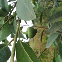 Annona glabra L.